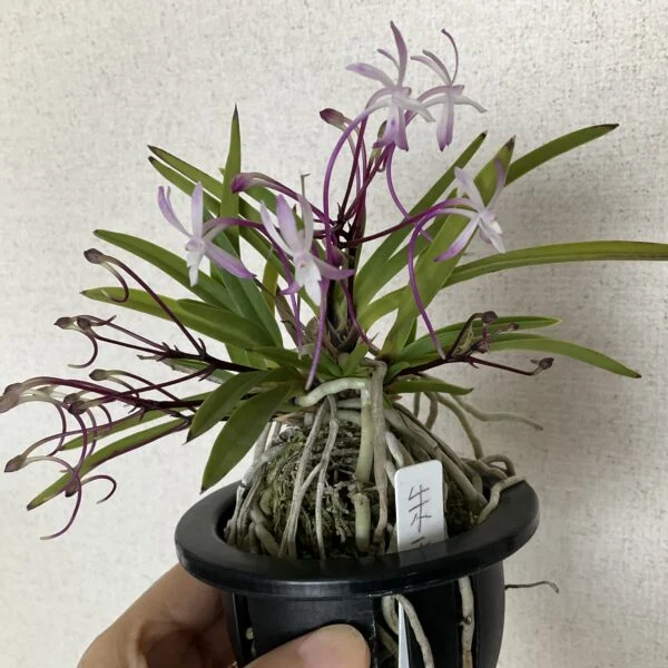 富貴蘭 風蘭 朱天角