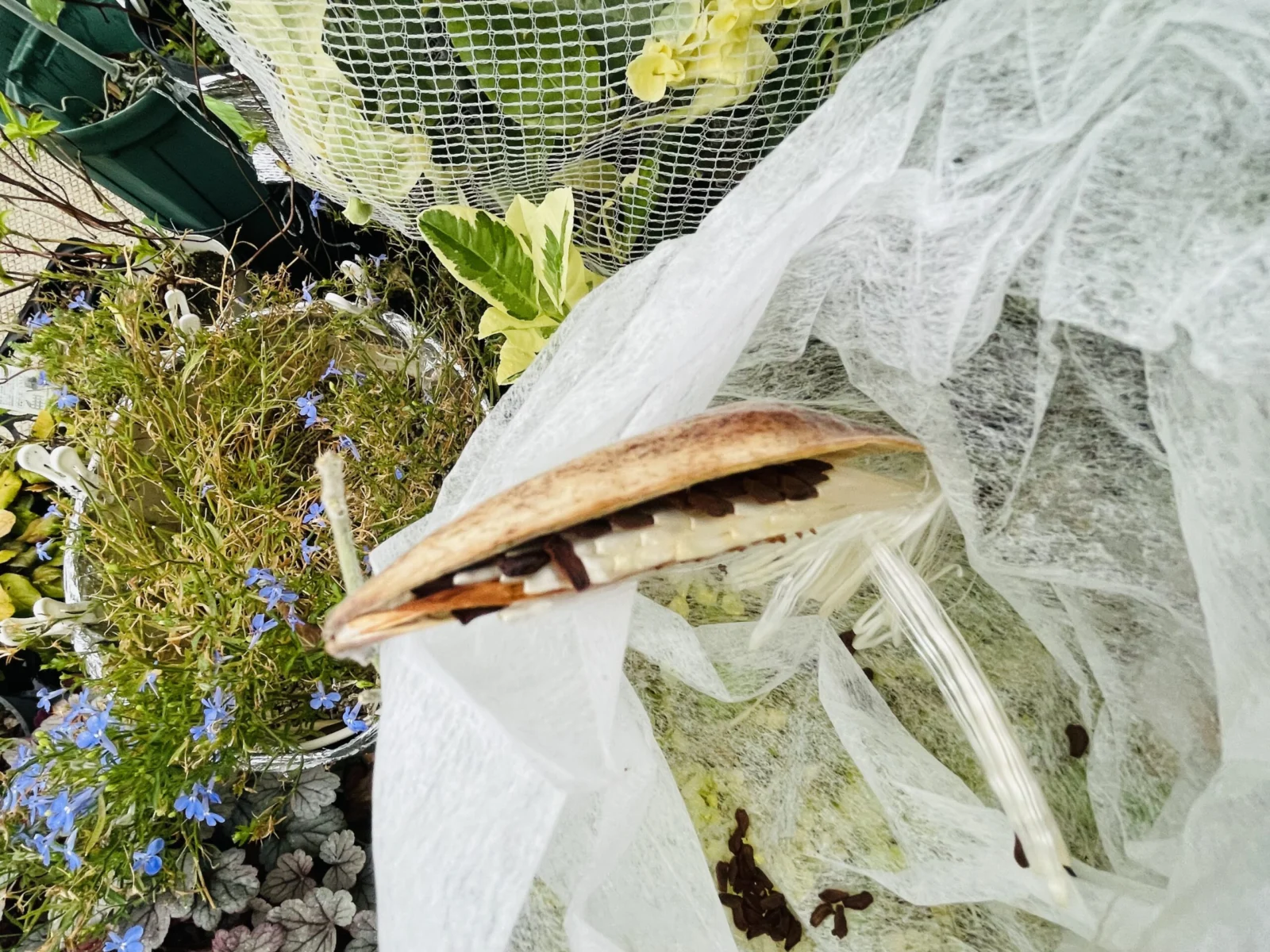 オキシペタラム 青花 種