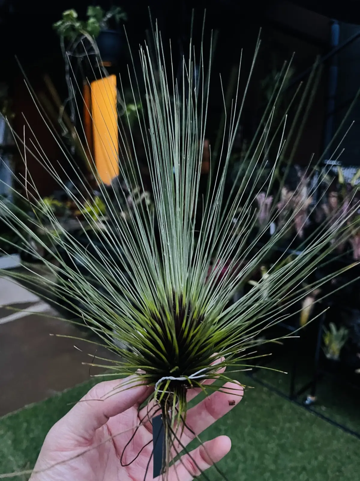 ティランジア　フィリフォリア