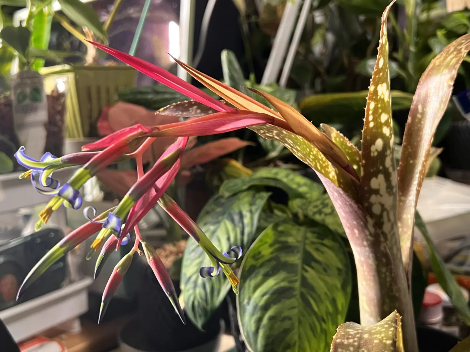 ビルベルギア/アモエナ