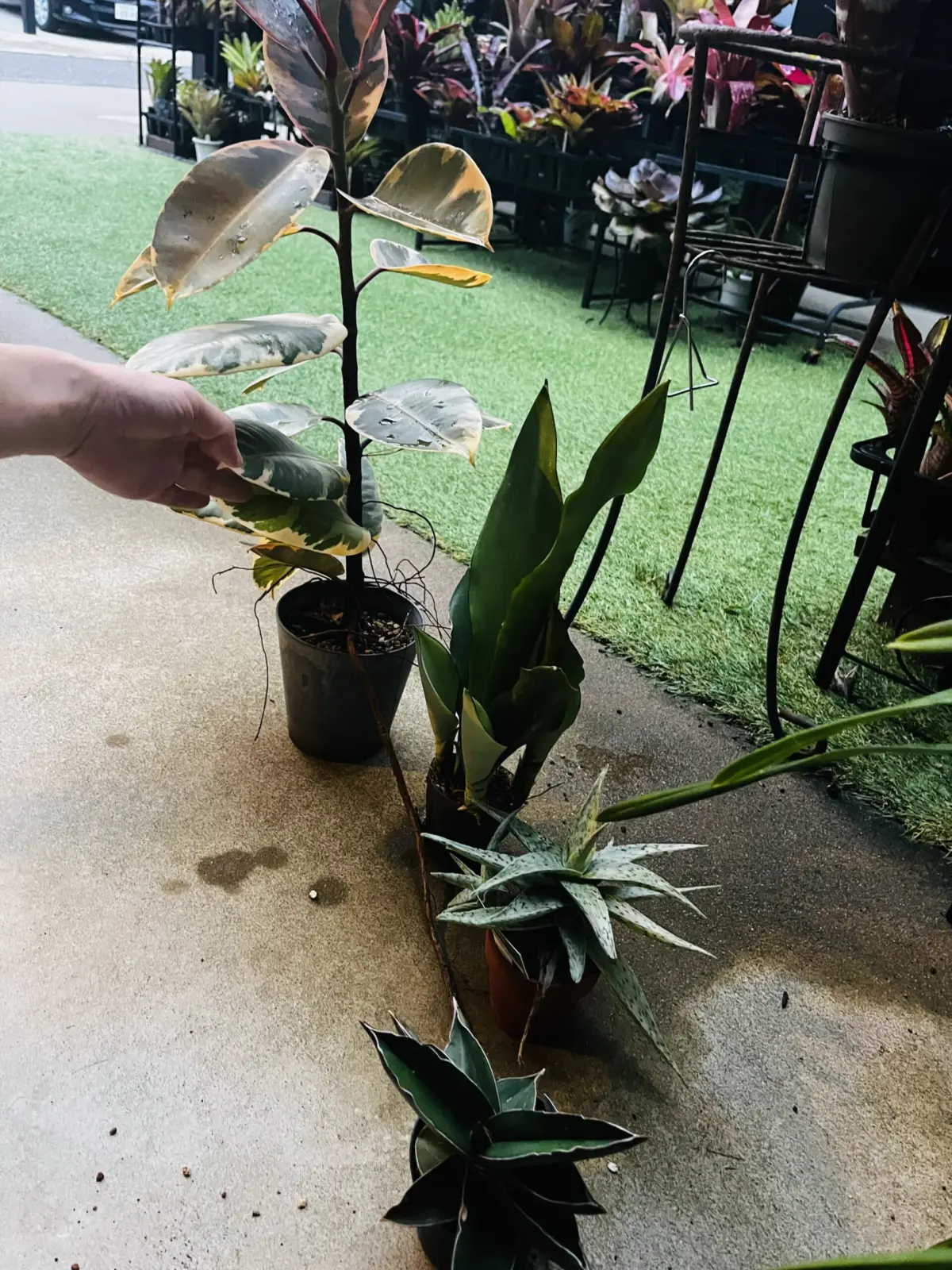 フィカス　不明種　気根　