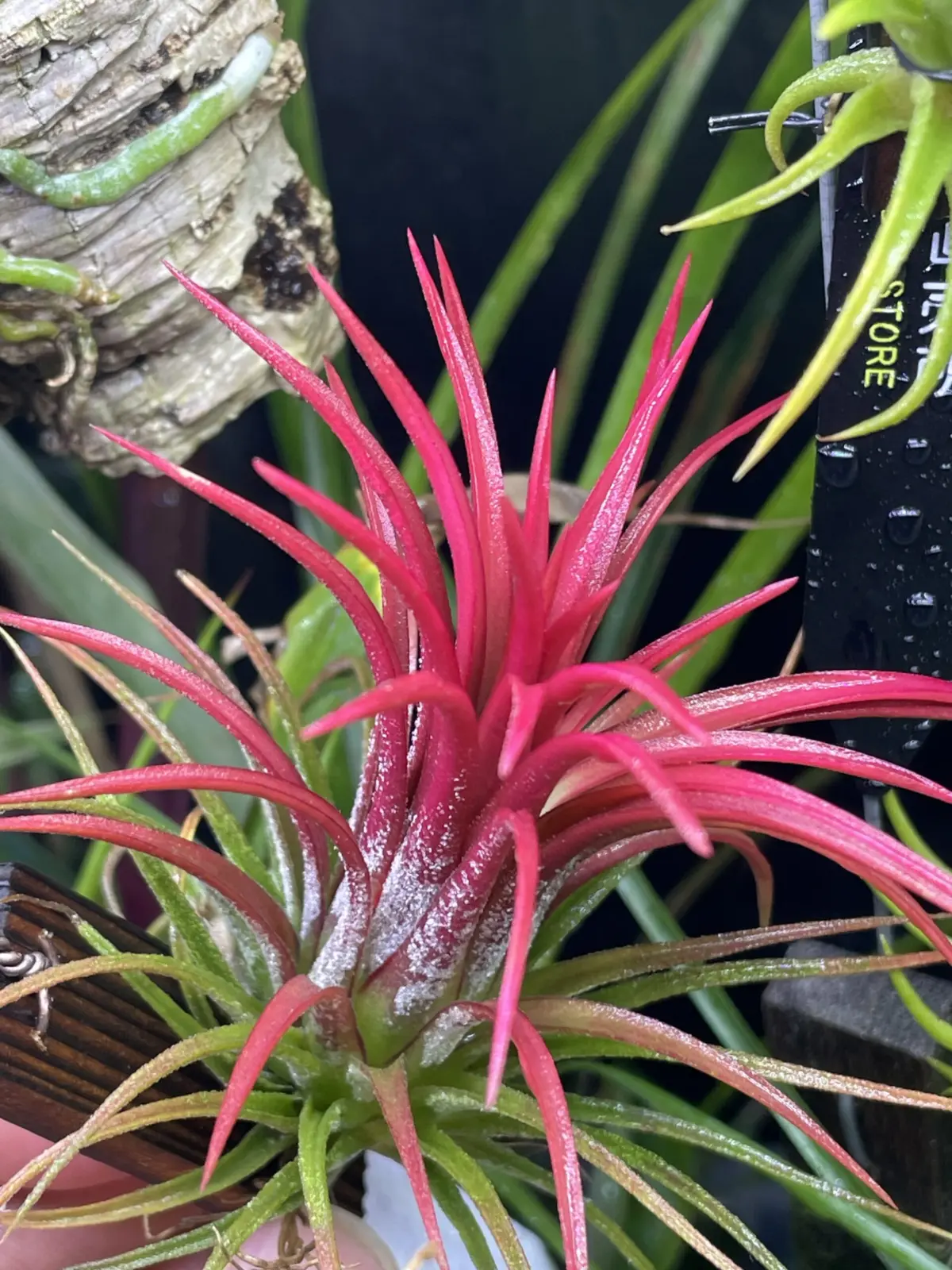 ティランジア　イオナンタ　フエゴレッドジャイアント