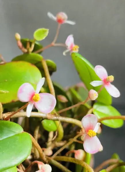 ベゴニア　シェルツェイ　花