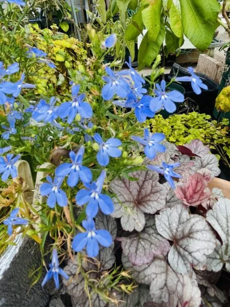 ロベリア　花