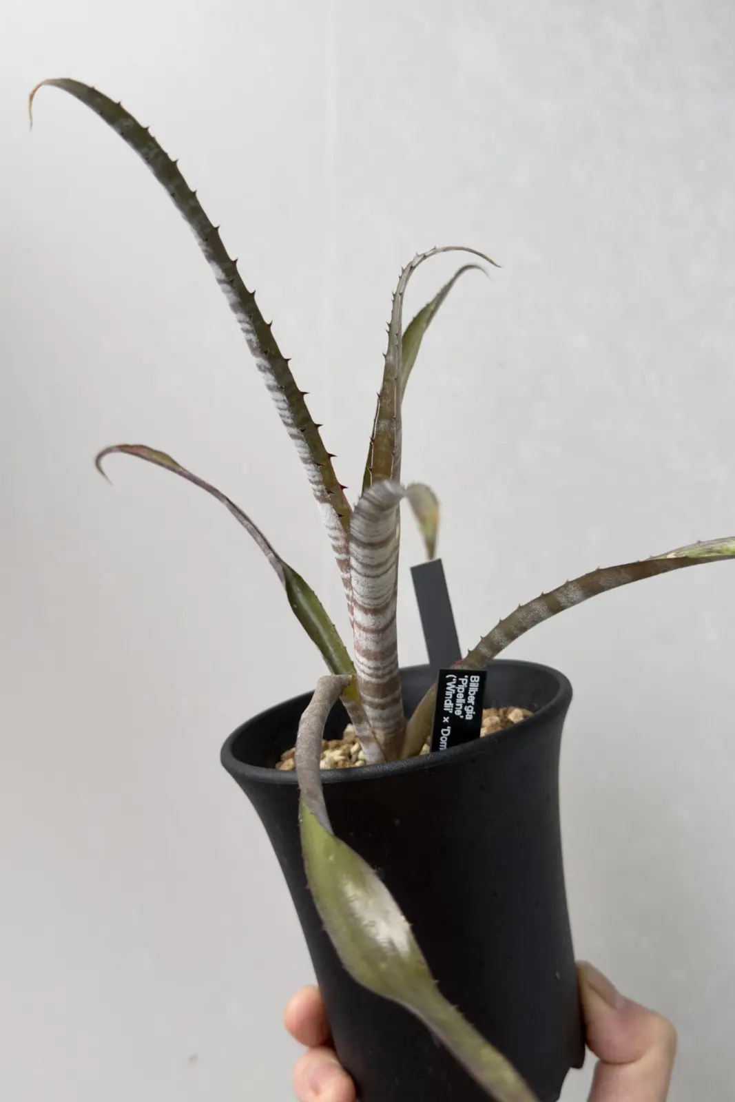 ビルベルギア パイプライン