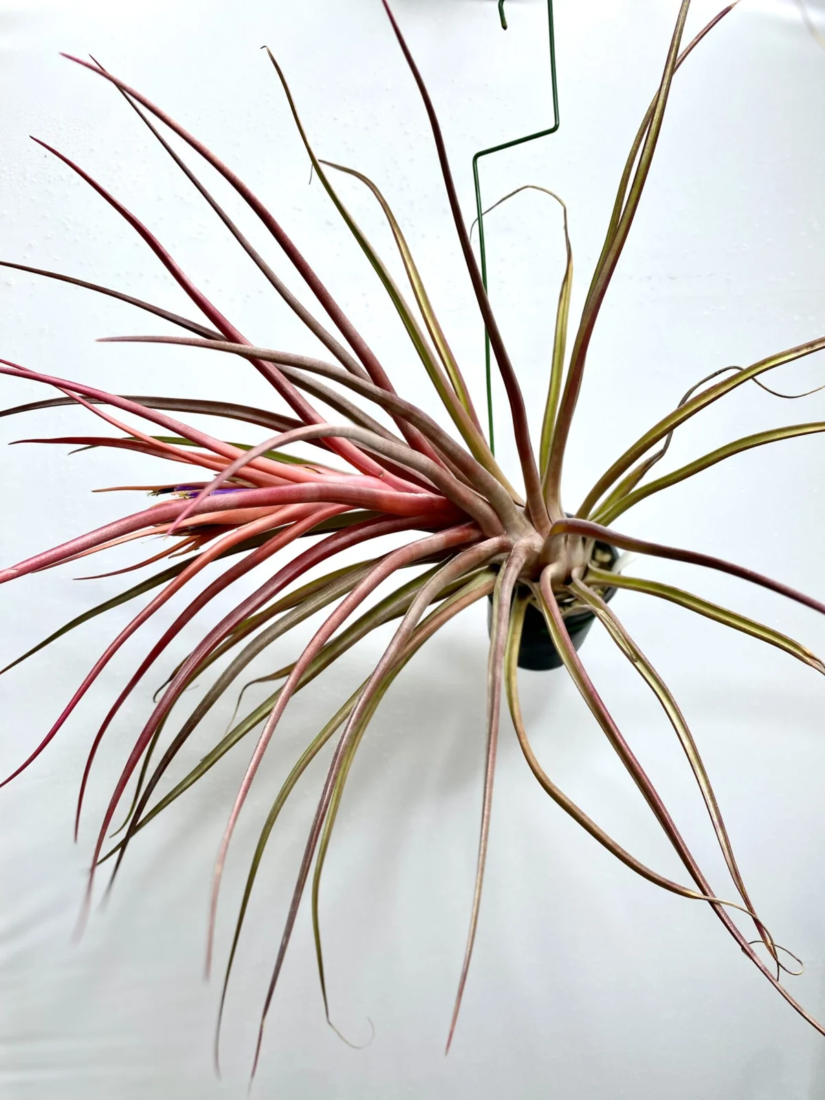 チランジア　マリドフィタス