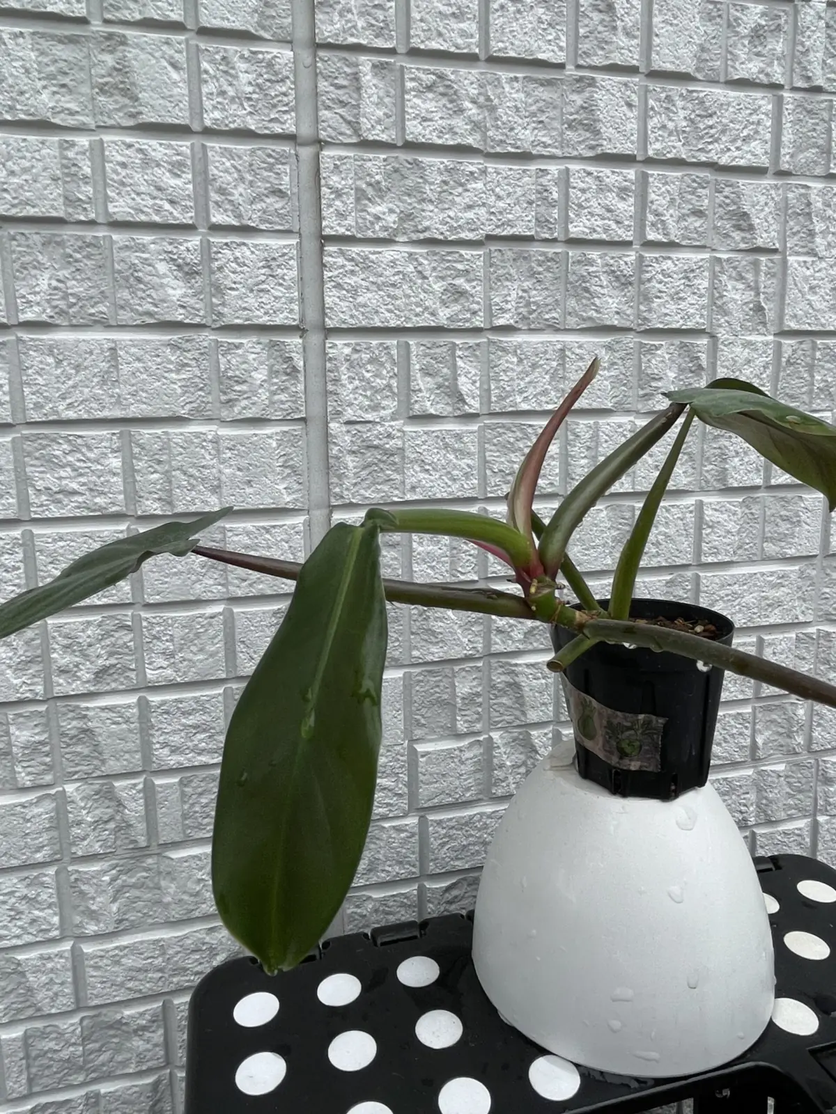 フィロデンドロン トリパーティツム