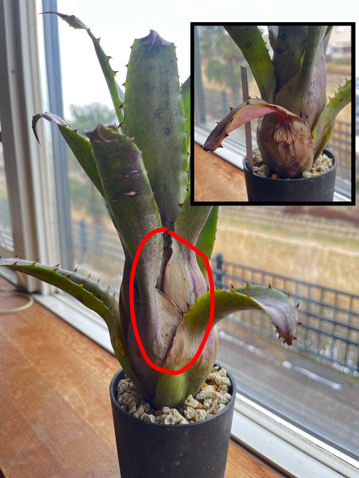 ホヘンベルギア　ヴェスティタ　ダーケストクローン