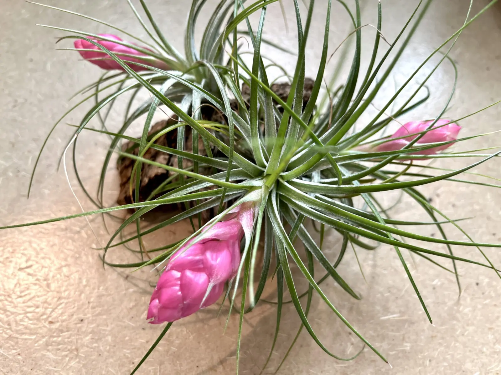 ティランジア　ストリクタ