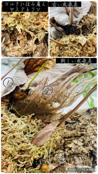 ドリナリア　クエルシフォリア　斑入り　害虫　新旧の成長点