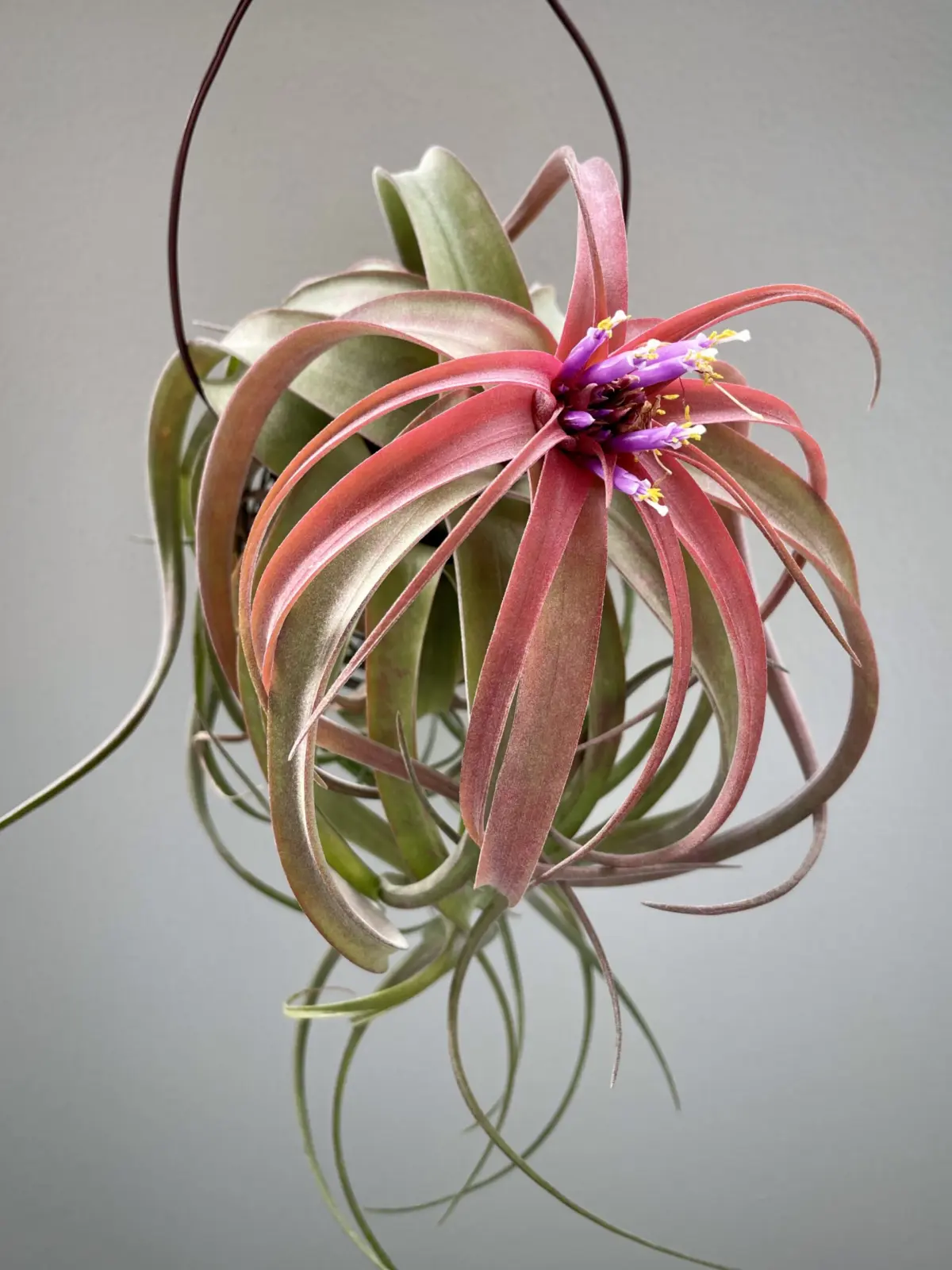 ティランジア エリックノブロック