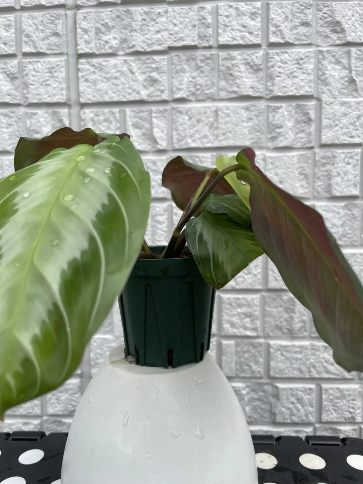 マランタ シルバーバンド