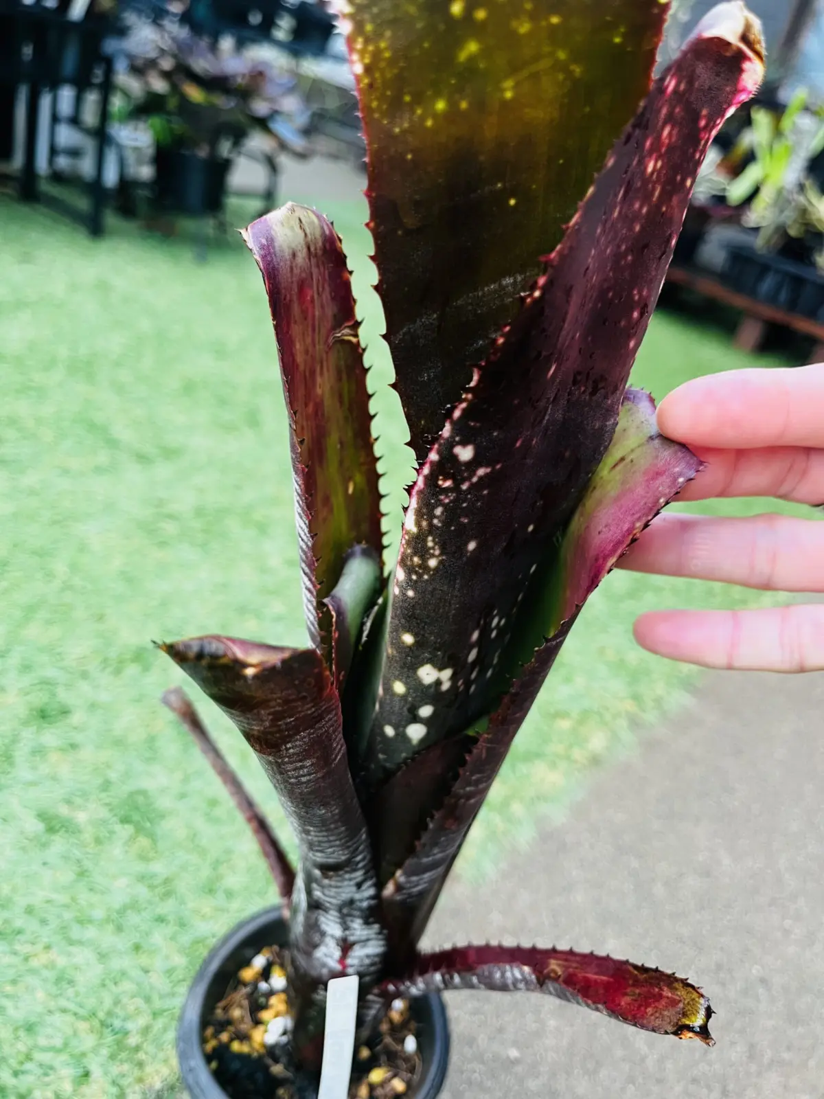 ビルベルギア　ベリーブラスト