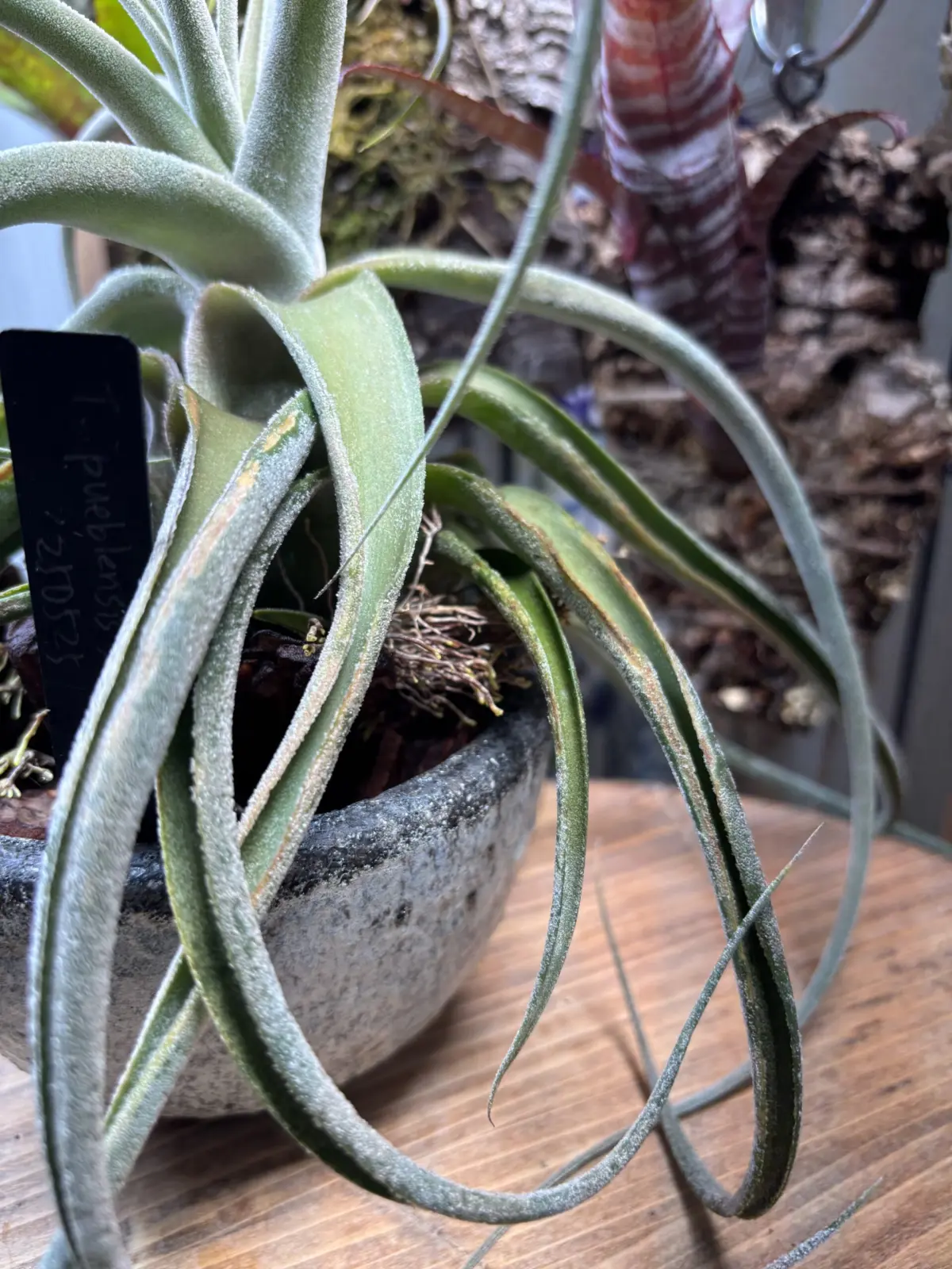 ティランジア プエブレンシス×エーレルシアナ