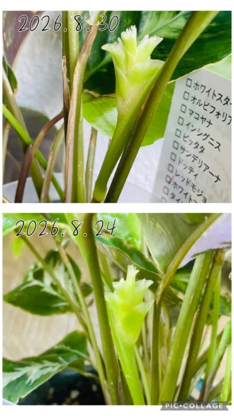 カラテア ホワイトフュージョン 花咲いてる?