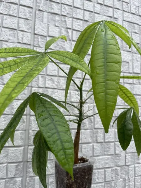 パキラ　100均