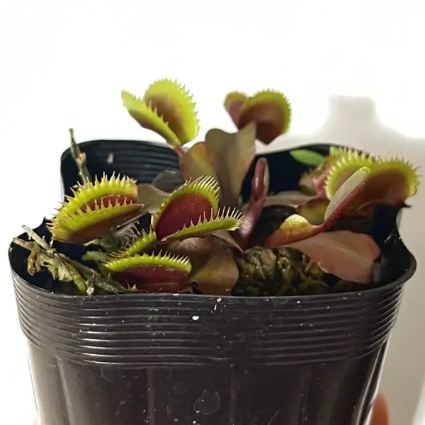 食虫植物　ハエトリグサ　ハエトリソウ　ディオネア　マスシプラ　レッドピラニア