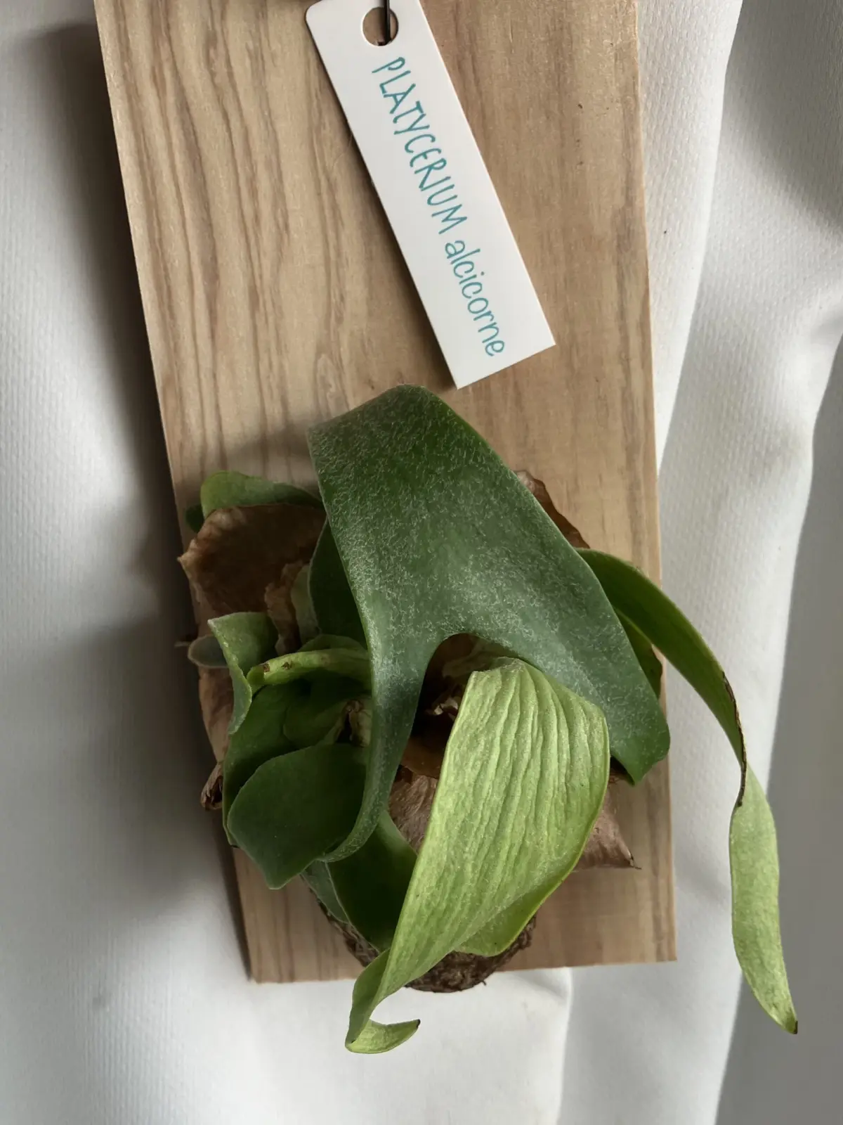 ビカクシダ　アルシコルネ