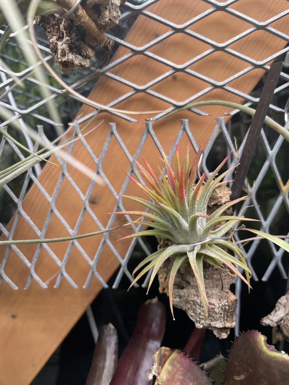 ティランジア　イオナンタ　オレンジブラッシュフォーム