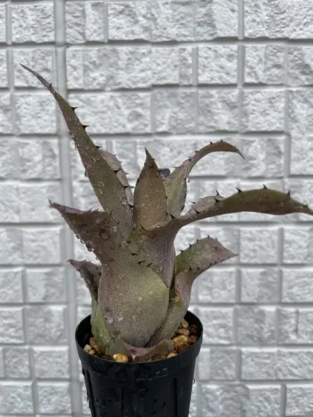 ホヘンベルギア spブラジル セルフ