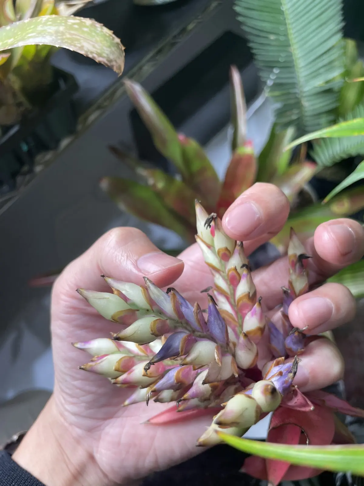 エクメア　チャンテニー　花