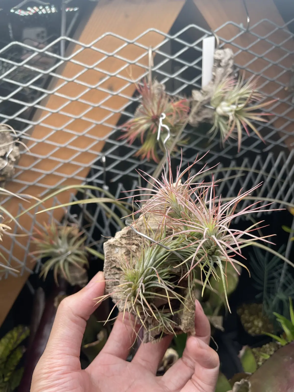 ティランジア　フンキアナ