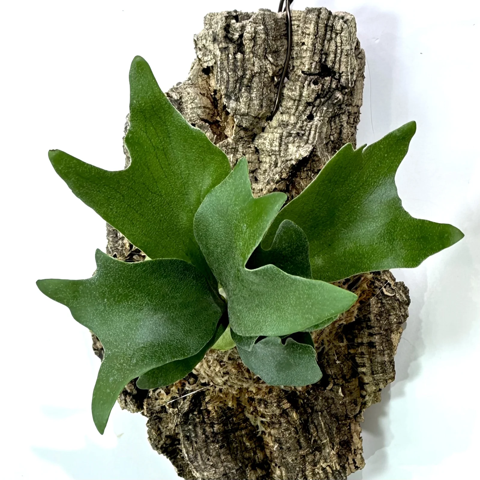 ビカクシダ　アルシコルネ