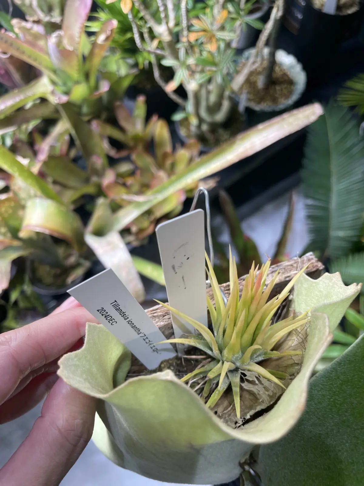 ティランジア　フエゴイエロー