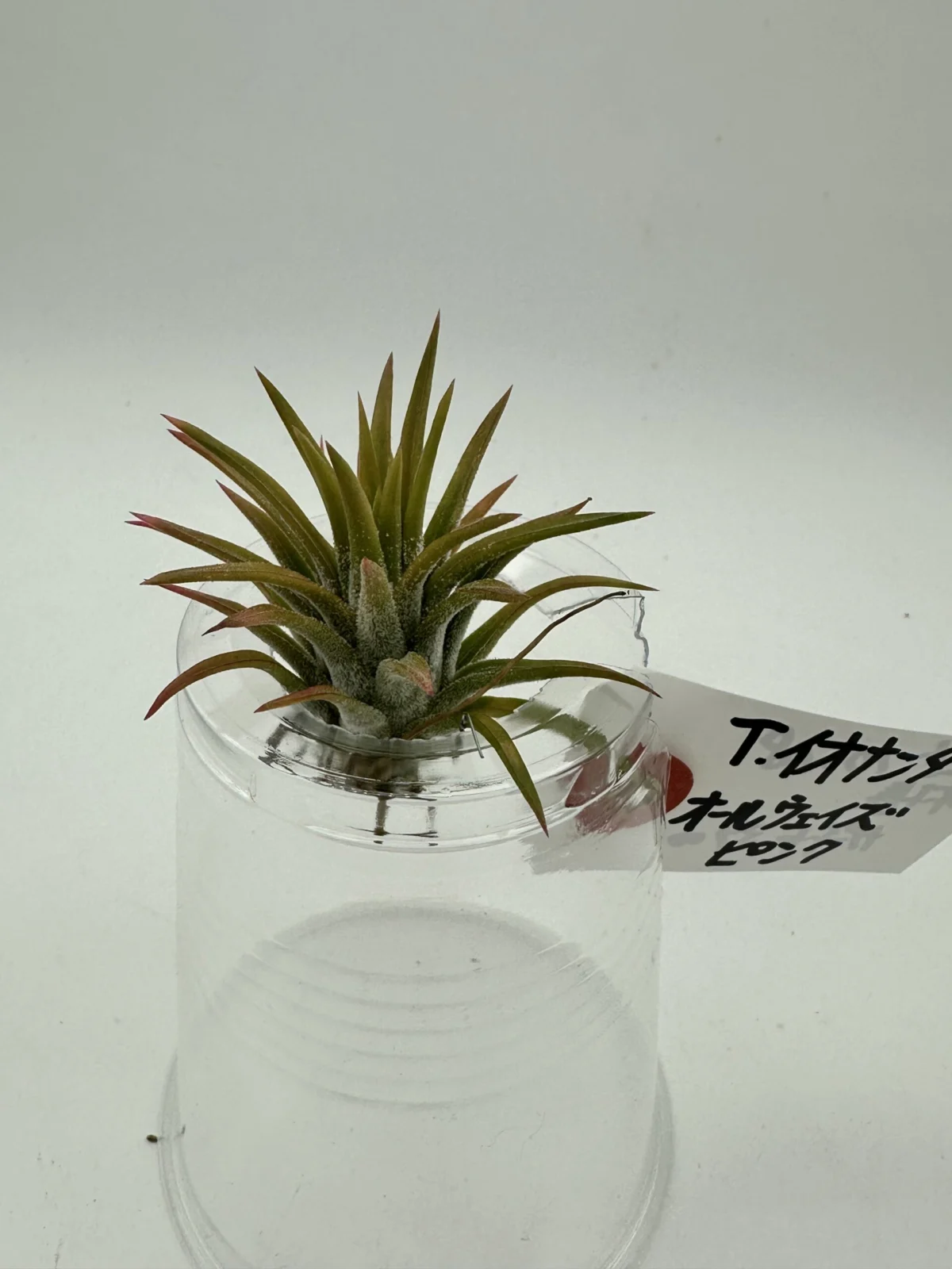 ティランジア　イオナンタ　オールウェイズピンク