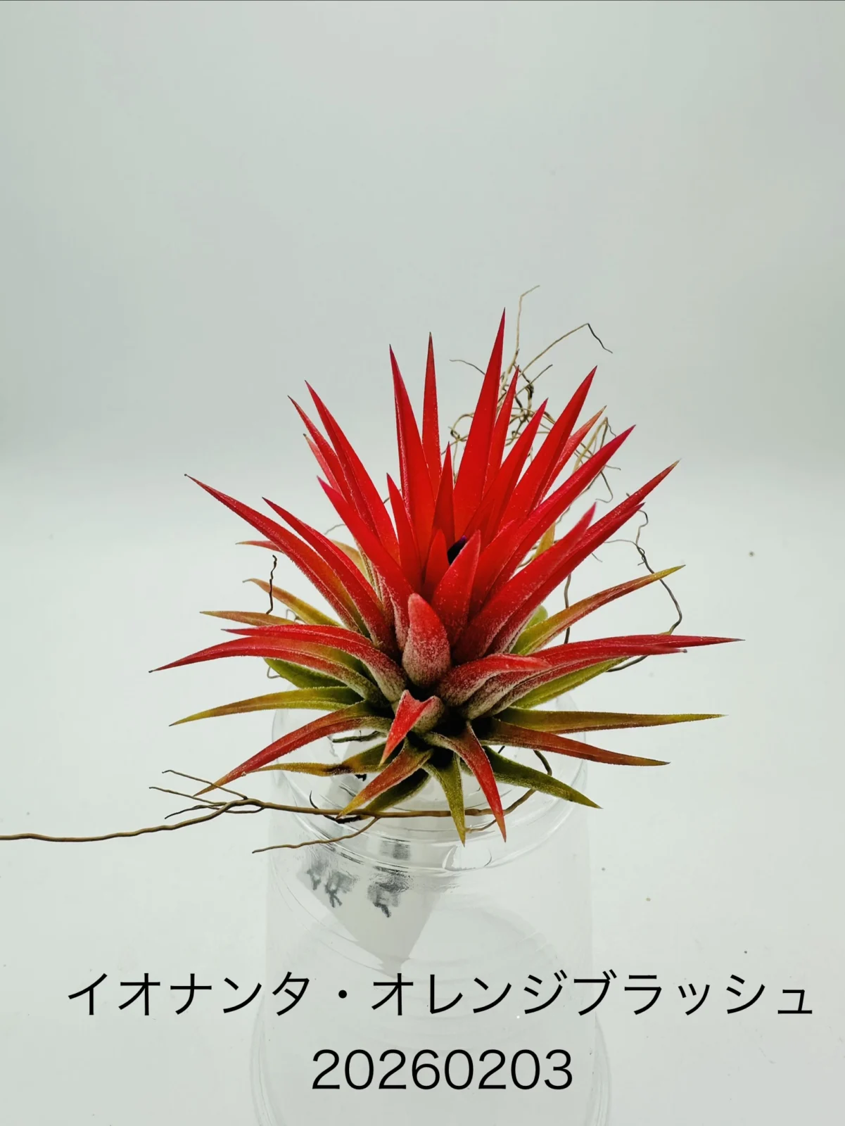 ティランジア　イオナンタ　オレンジブラッシュ