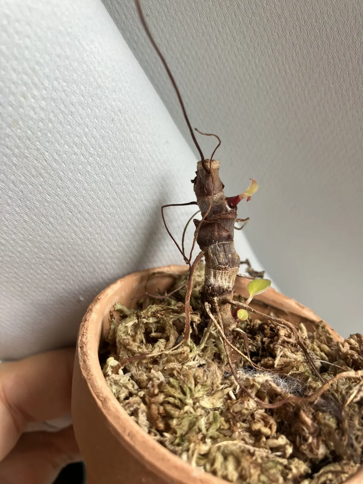 フィロデンドロン　柿色プリンセス　（サンセット）