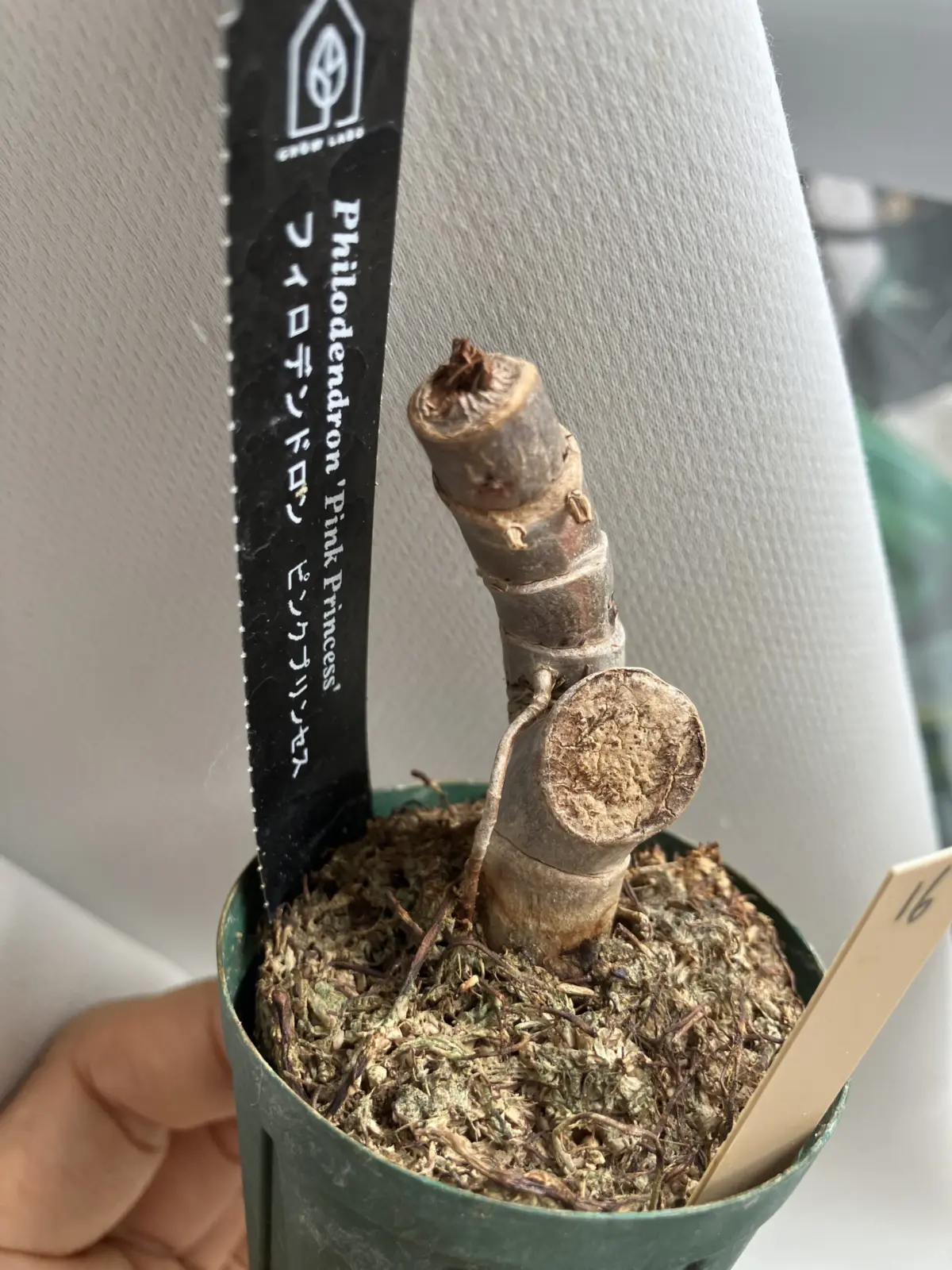 フィロデンドロン　ピンクプリンセス　芽を待つ