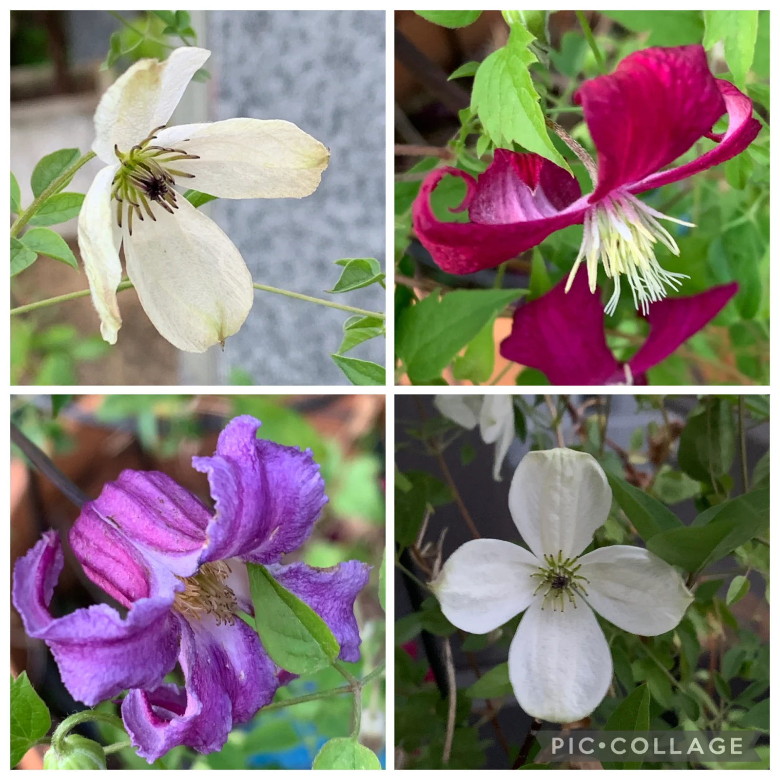 クレマチス 夏の花