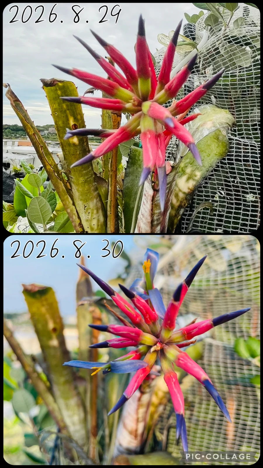 ビルベルギア　パイプライン　花　記録