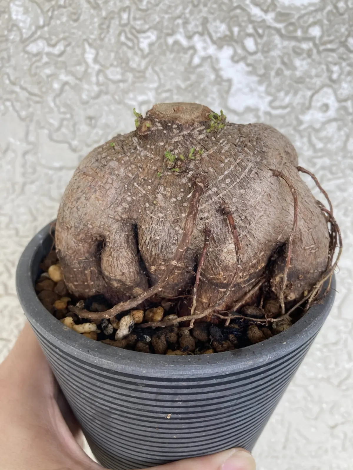 ガジュマル　強剪定