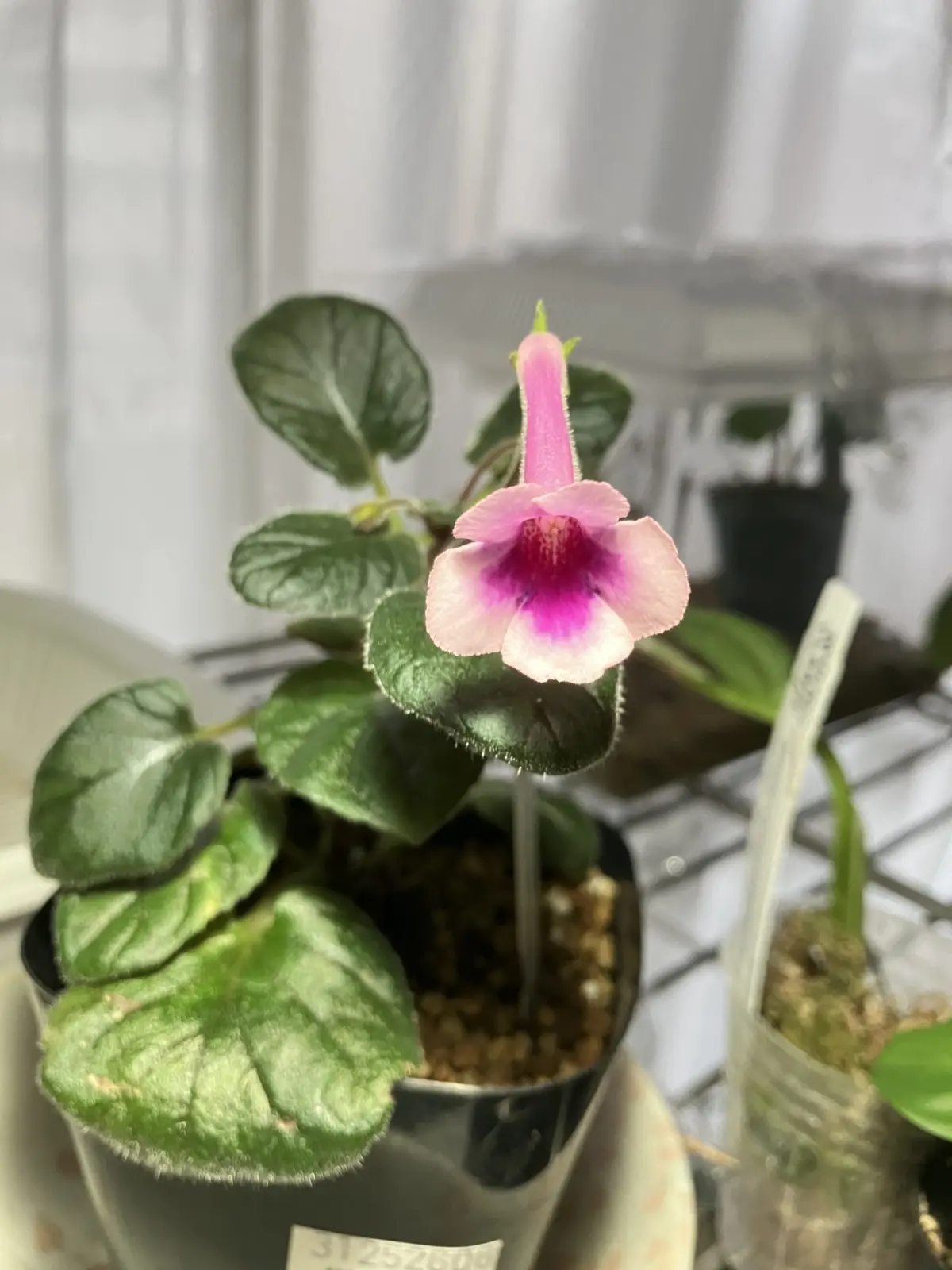 シンニンギア　カントリータイガー