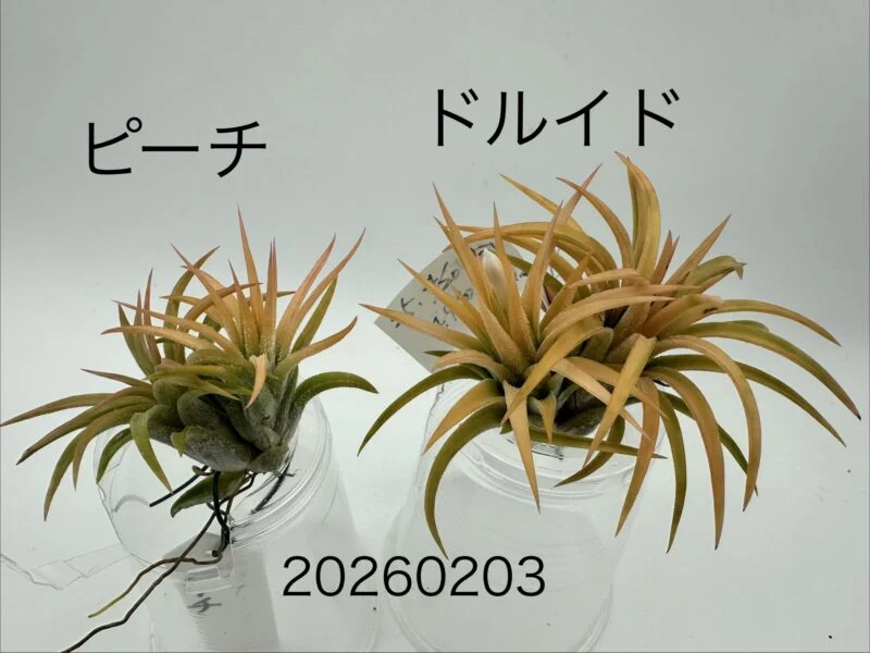 チランジア イオナンタ ピーチ ドルイド