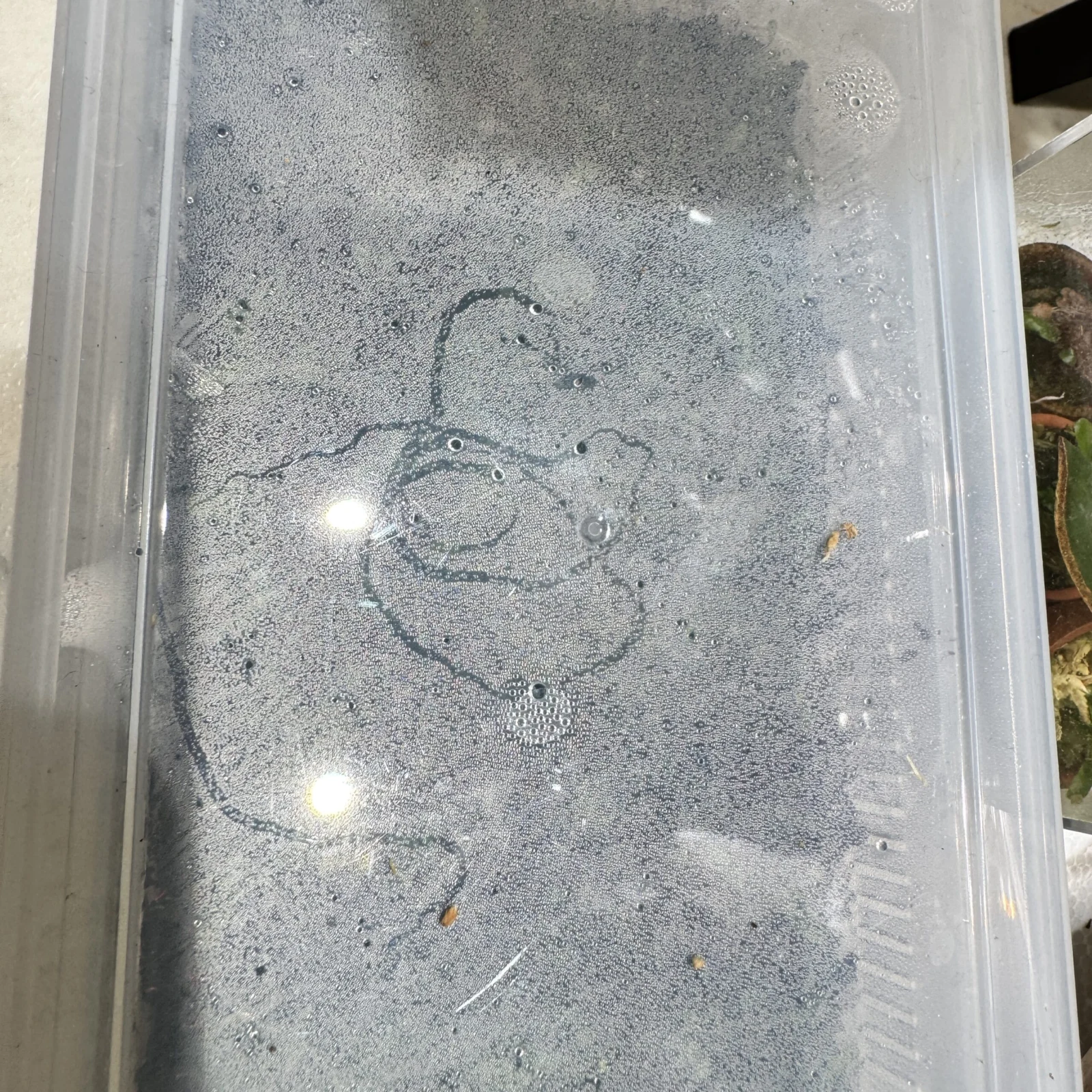 ビカクシダ　胞子培養