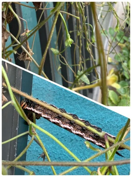 アサガオ　害虫