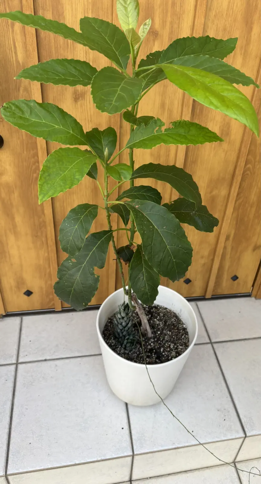 アボカドwithハオルチアのなんか？