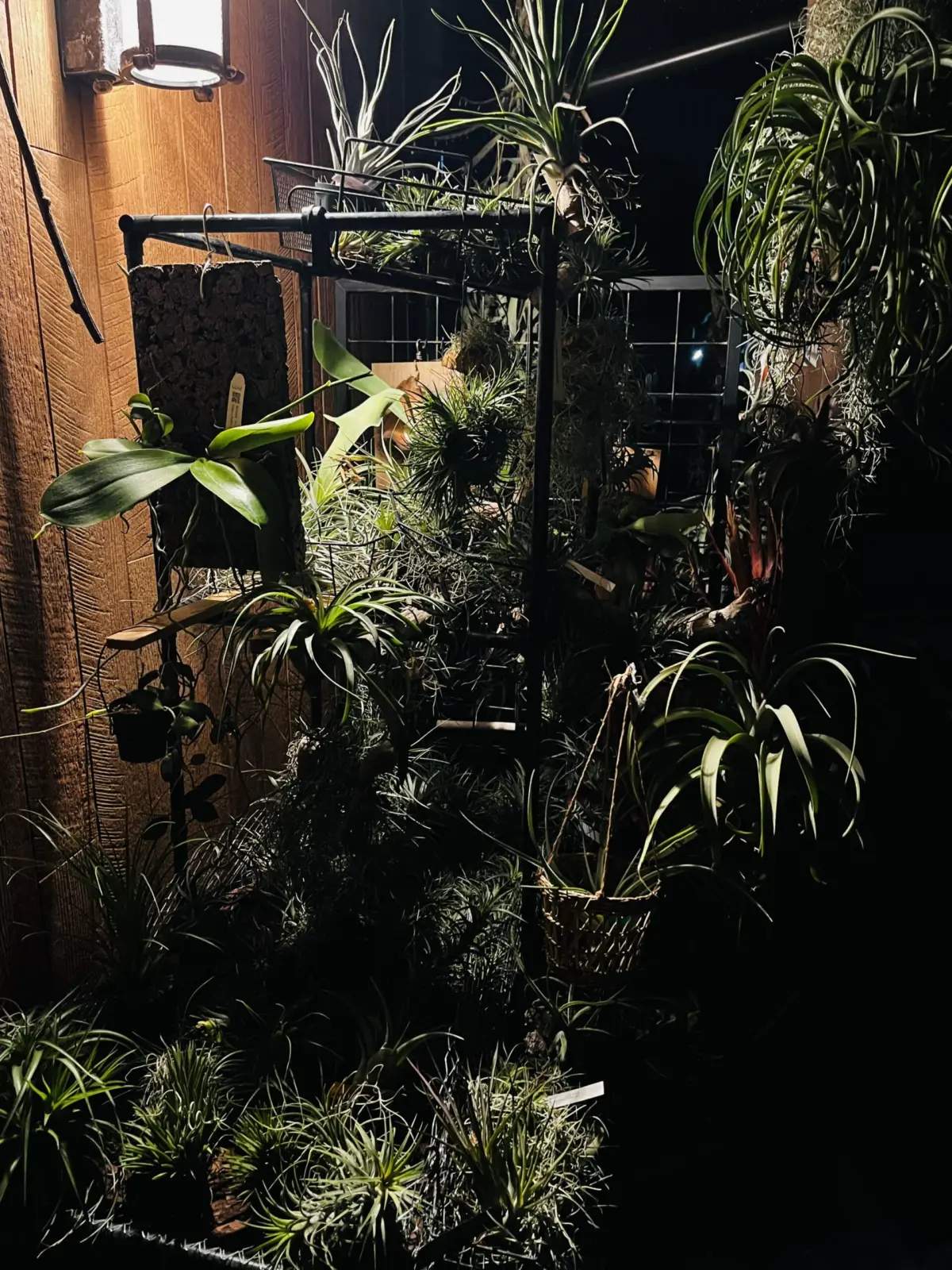 ティランジア　般若箱及び直売所が9割