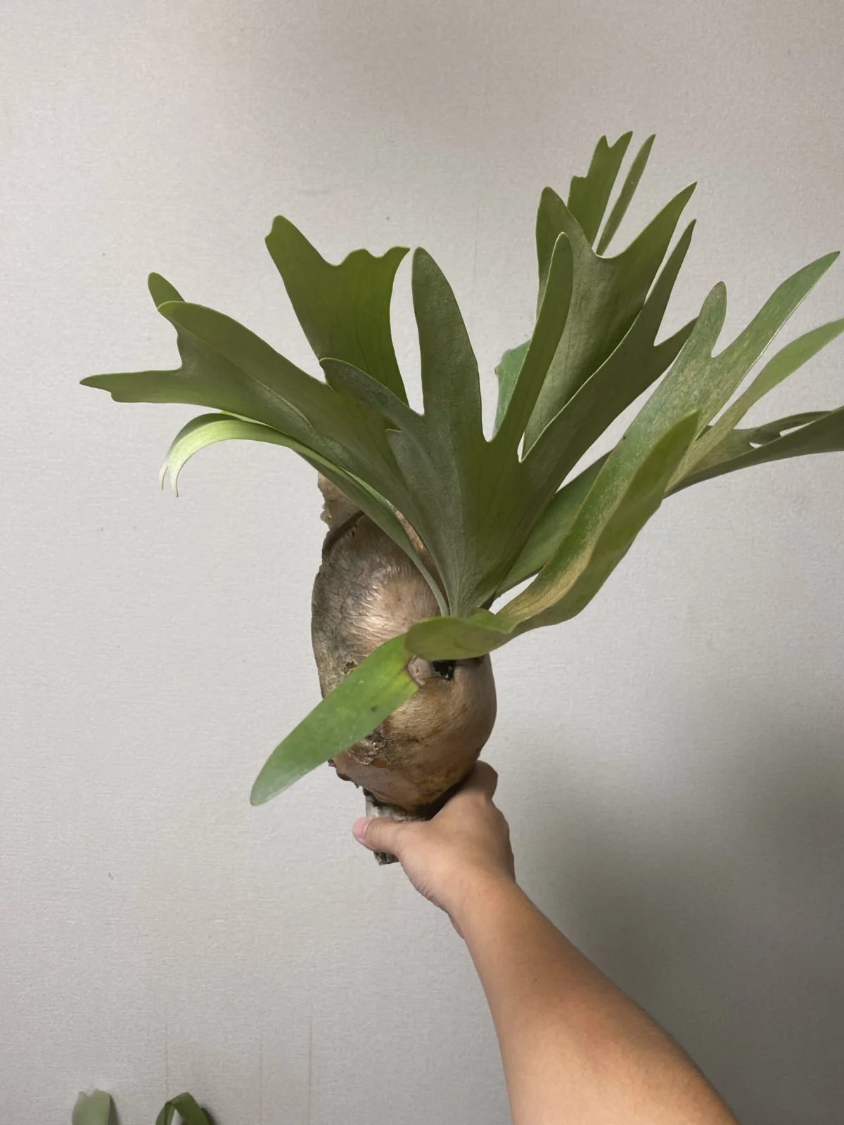 ビカクシダ　ネザーランド
