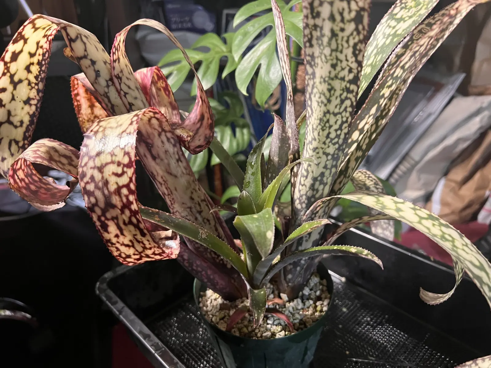 ビルベルギア/カサブランカ