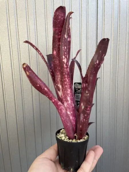 ビルベルギア ハレルヤ