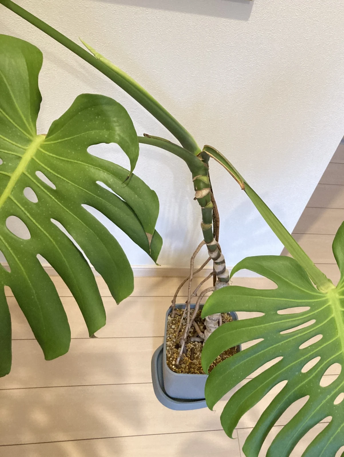 モンステラ　デリシオーサ