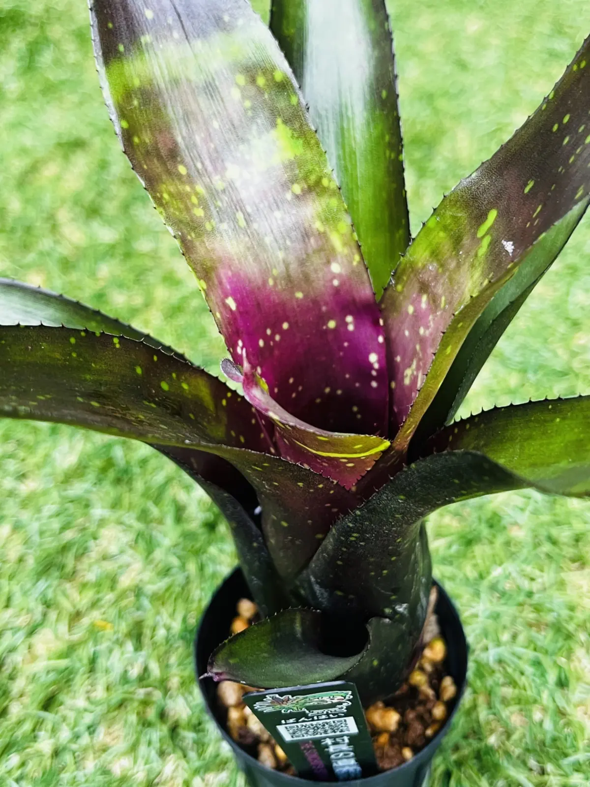 ネオレゲリア　クリンゴン