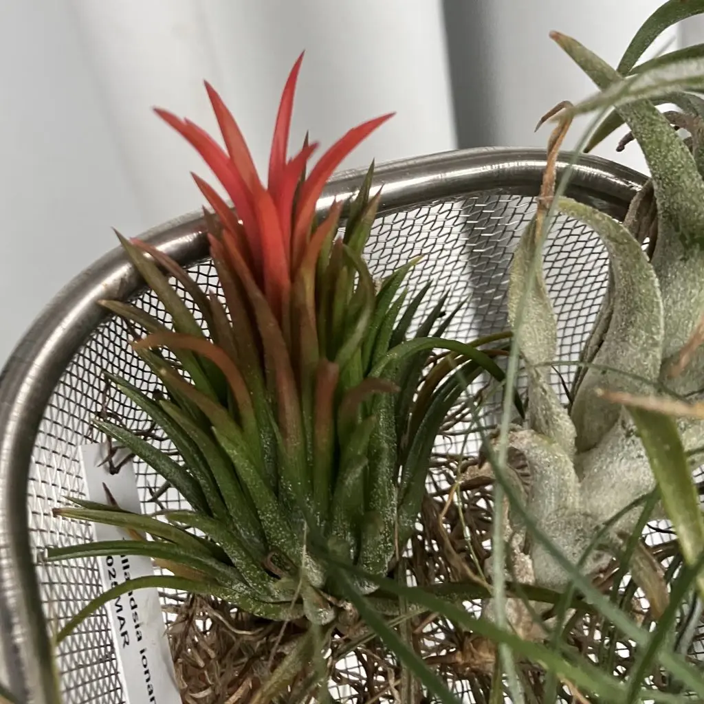 ティランジア　イオナンタ　フエゴ