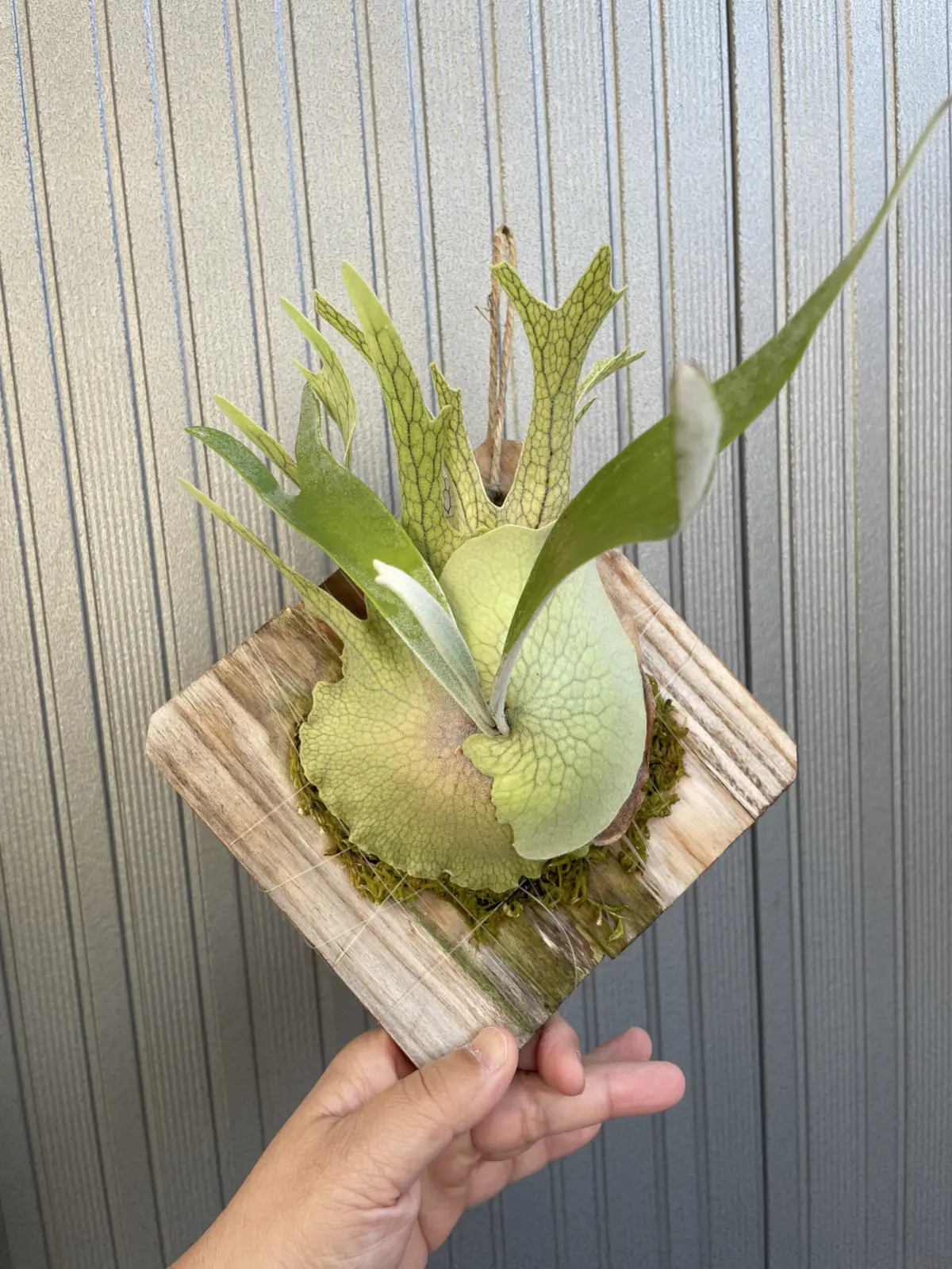 ビカクシダ　ベイチー