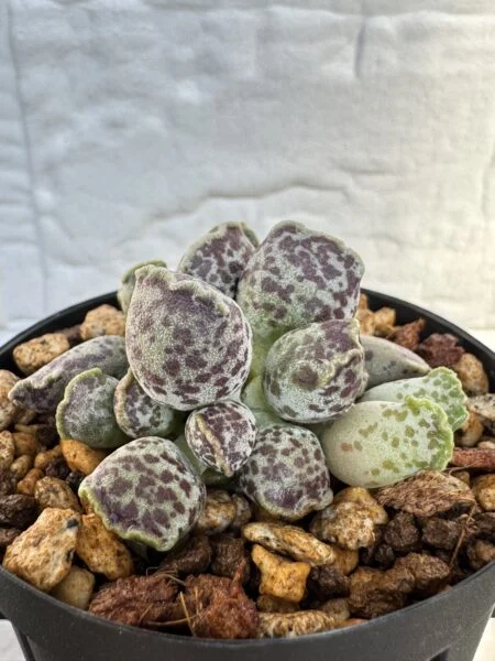 多肉植物　アドロミスクス　アザラシ