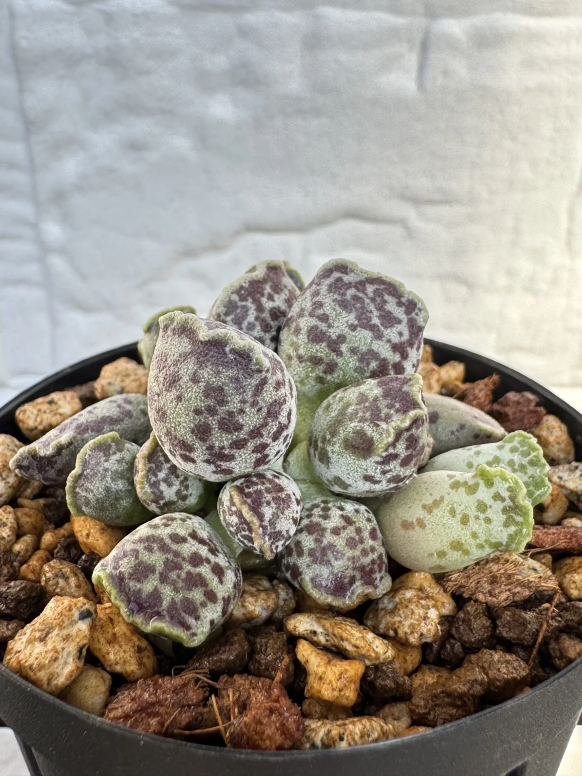 多肉植物　アドロミスクス　アザラシ